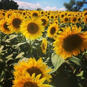 Meet your Posher, Michele